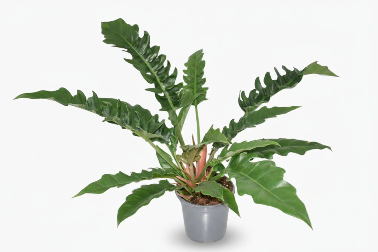 Philodendron ‘Narrow Escape’ – Philodendron tropical – Ø19cm – ↕55cm - Verdeia