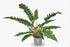 Philodendron ‘Narrow Escape’ – Philodendron tropical – Ø19cm – ↕55cm - Verdeia
