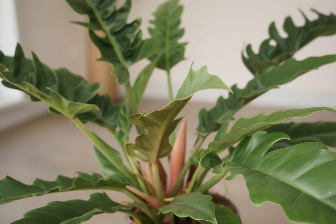 Philodendron ‘Narrow Escape’ – Philodendron tropical – Ø19cm – ↕55cm - Verdeia