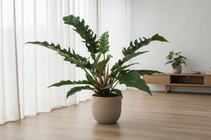 Philodendron ‘Narrow Escape’ – Philodendron tropical – Ø19cm – ↕55cm - Verdeia