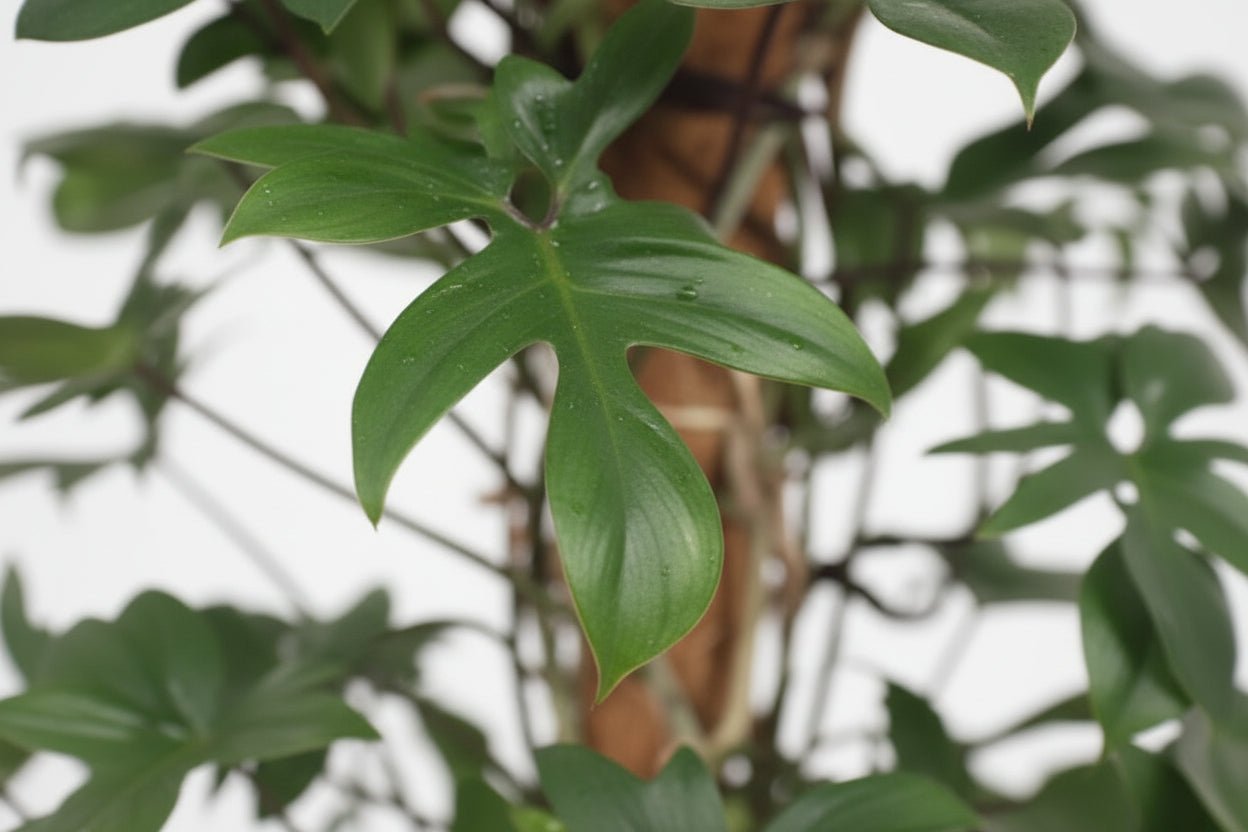 Filodendre Pedatum — Ø27 cm — A130 cm - Verdeia - 2