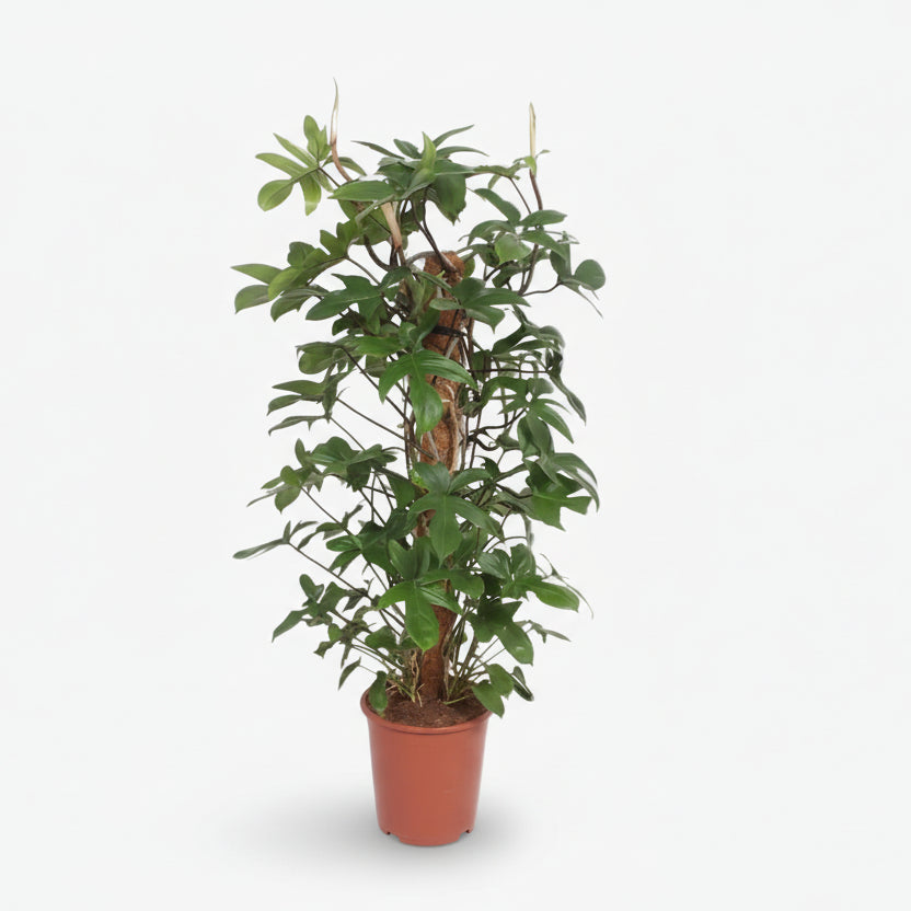 Filodendro Pedatum — Ø27 cm — H130 cm - Verdeia - 1