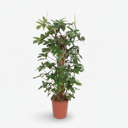Filodendro Pedatum — Ø27 cm — H130 cm - Verdeia - 1