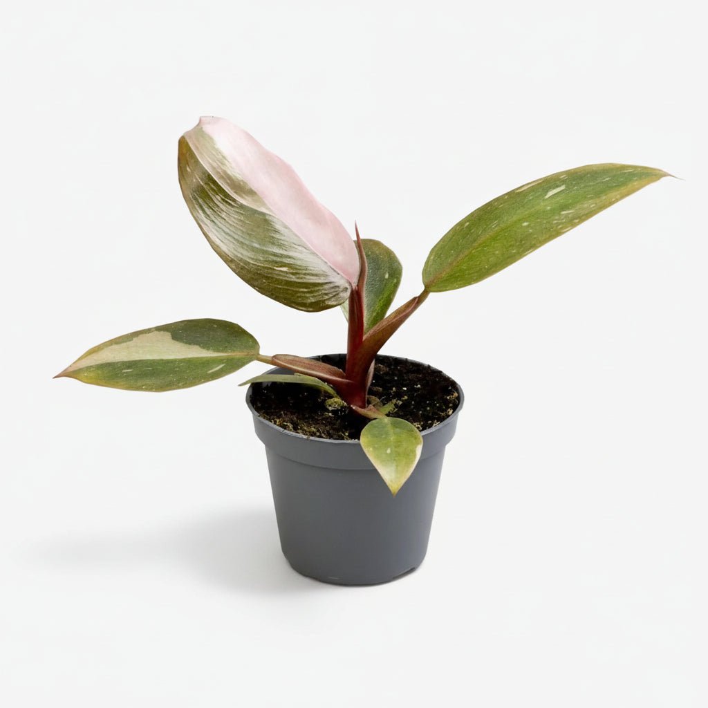 Filodendro Pink Princess — Panachura rosa rara - Verdeia - 1