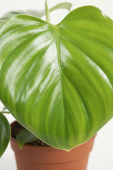 philodendron pittieri Philodendron pittieri — Folhagem aveludada rara