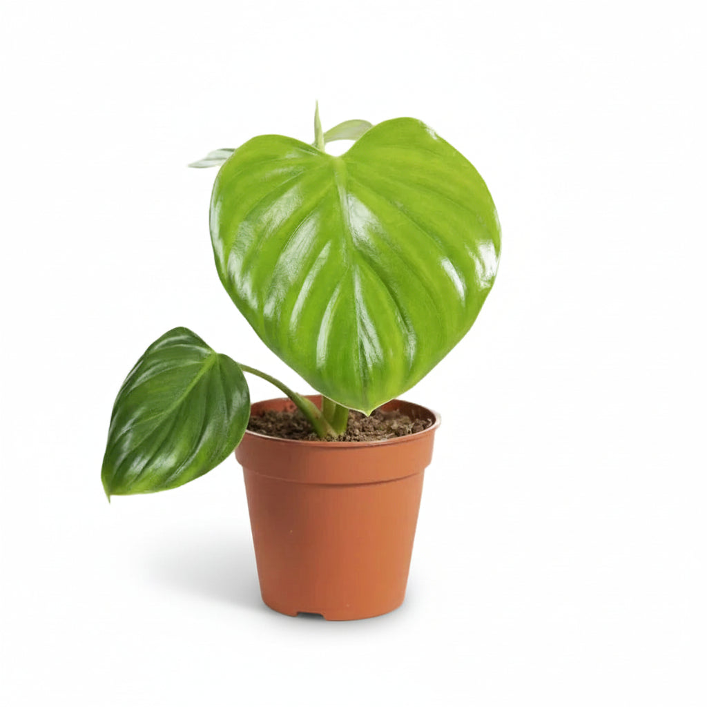 Philodendron pittieri — Seltenes samtiges Laub