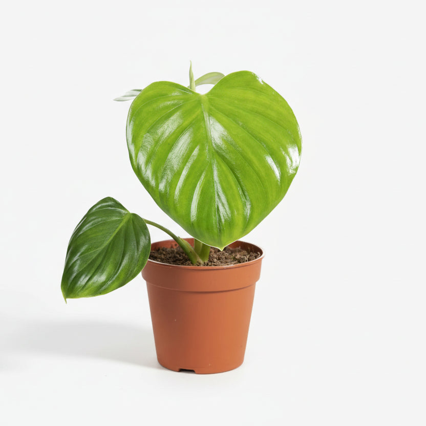 Philodendron Pittieri — Ø12 cm — H30 cm - Verdeia - 1