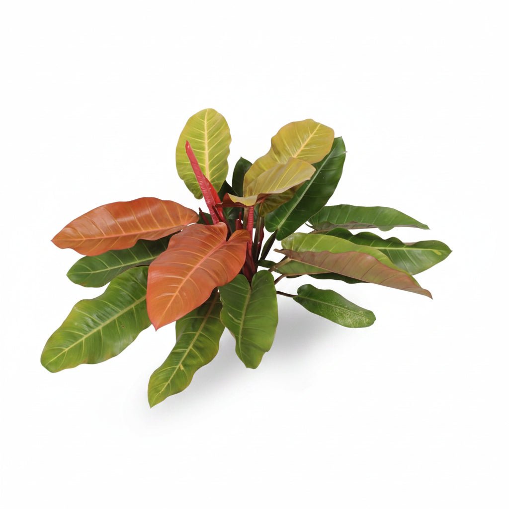 Philodendron &