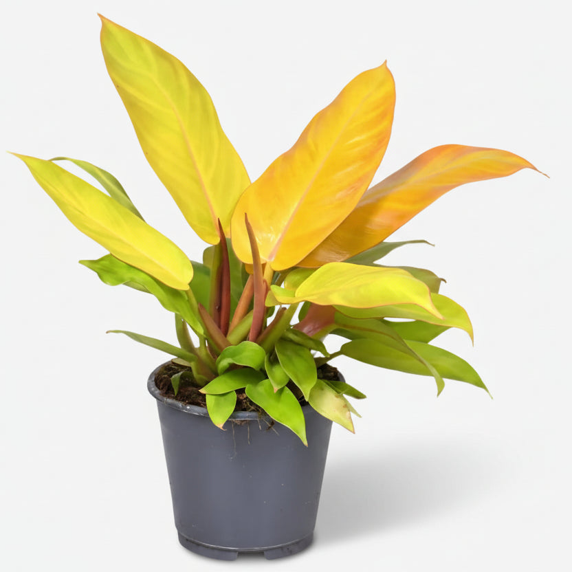 Philodendron &