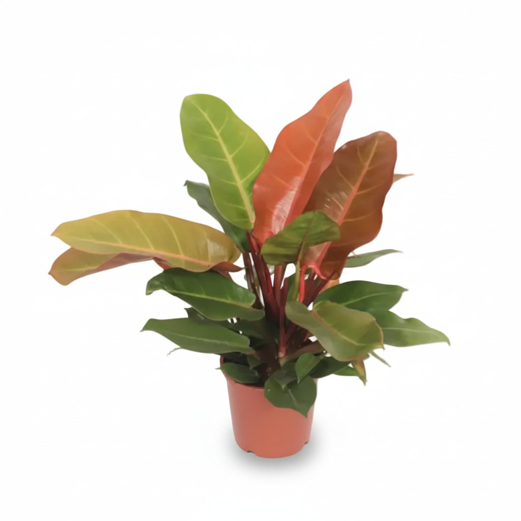 Philodendron &