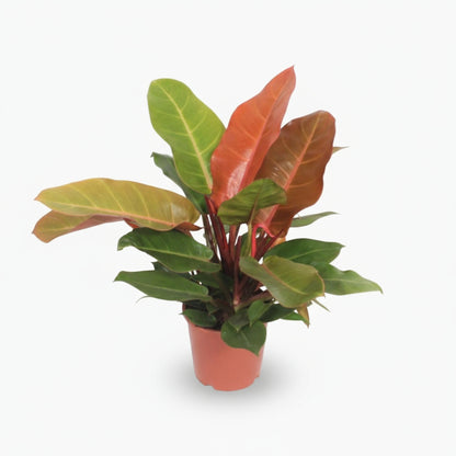 Philodendron ‘Prince of Orange’ – Philodendron orangé - Verdeia