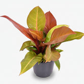 Philodendron &