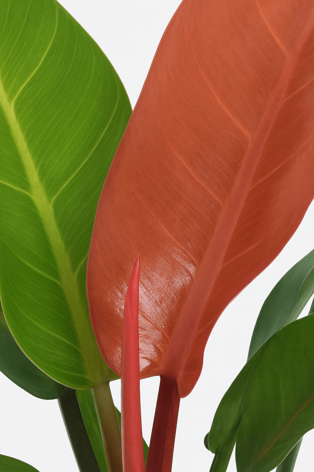 Philodendron ‘Prince of Orange’ – Philodendron orangé - Verdeia