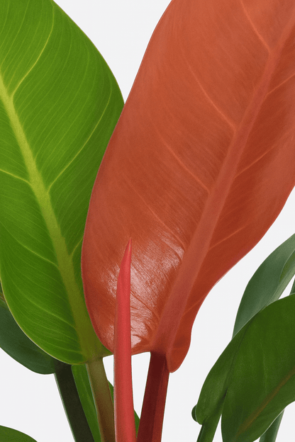 Philodendron ‘Prince of Orange’ – Philodendron orangé - Verdeia