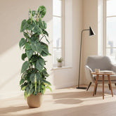 Philodendron Scandens ‘Brasil’ – Enredadera corazón tropical - Verdeia - 5