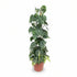 Philodendron Scandens ‘Brasil’ – Tropical Heart Vine - Verdeia - 7