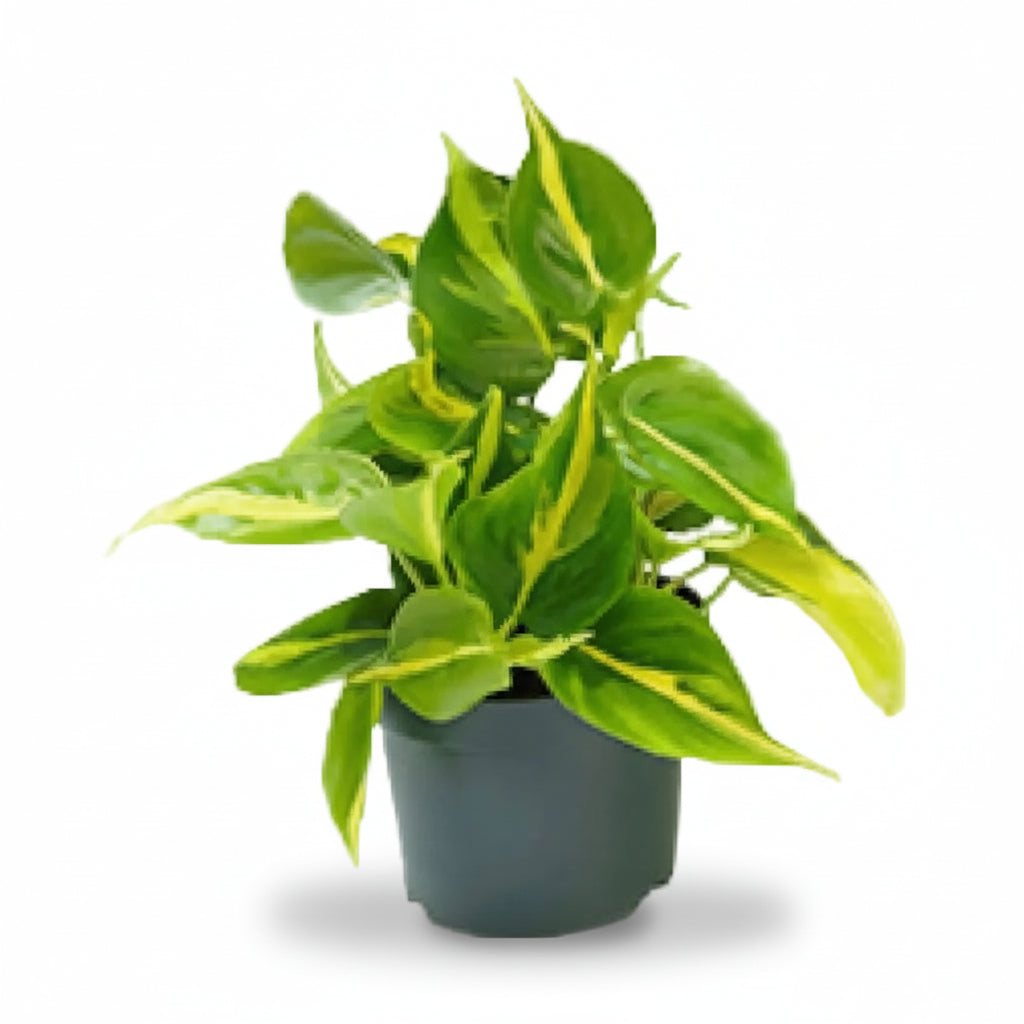 Philodendron Scandens ‘Brasil’ – Enredadera corazón tropical - Verdeia - 6