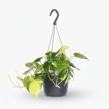 Philodendron Scandens ‘Brasil’ – Liane cœur tropical - Verdeia