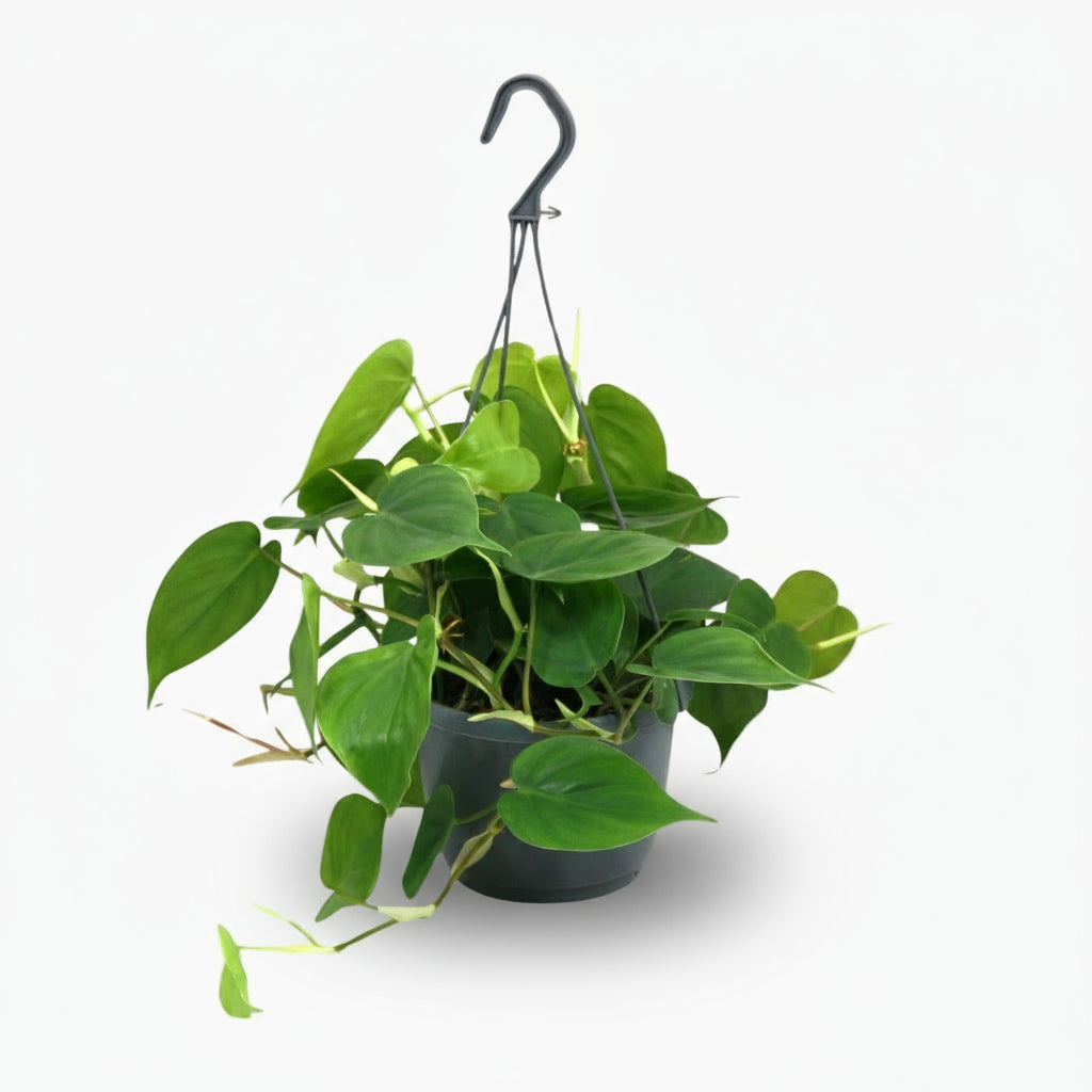 Philodendron Scandens ‘Brasil’ – Liane cœur tropical - Verdeia