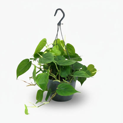 Philodendron Scandens ‘Brasil’ – Liane cœur tropical - Verdeia