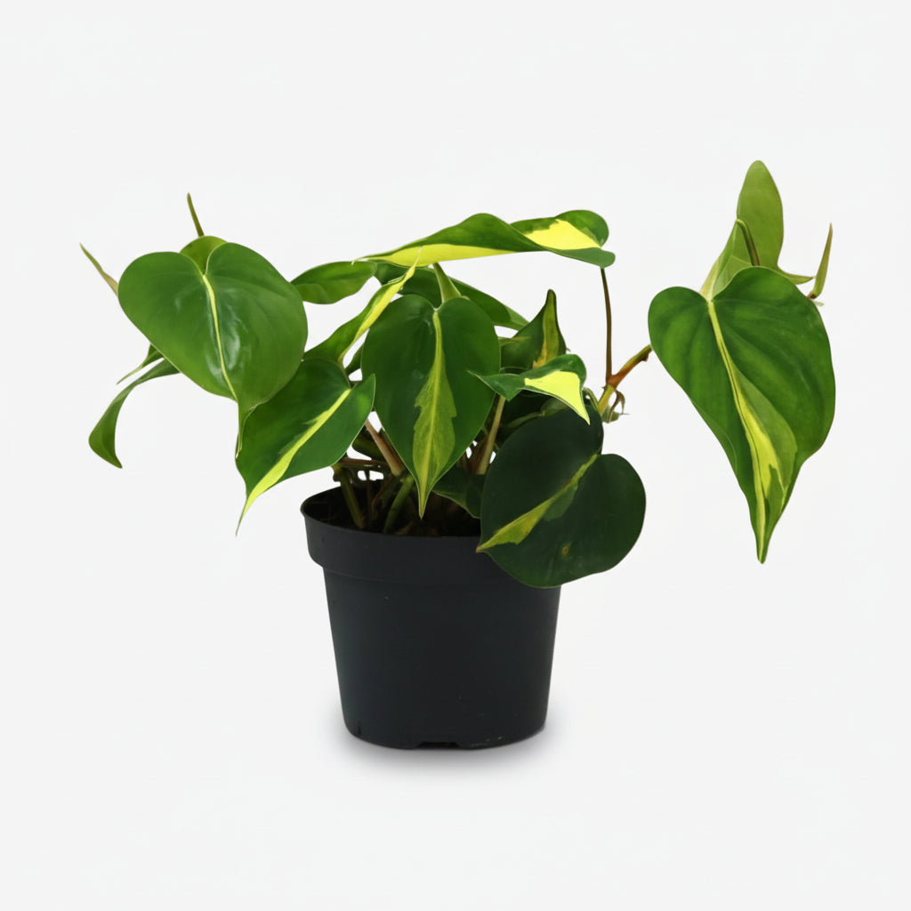 Philodendron Scandens ‘Brasil’ – Enredadera corazón tropical - Verdeia - 1