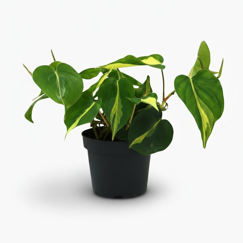 Philodendron Scandens ‘Brasil’ – Liane cœur tropical - Verdeia