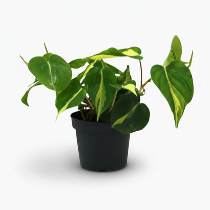 Philodendron Scandens ‘Brasil’ – Liane cœur tropical - Verdeia