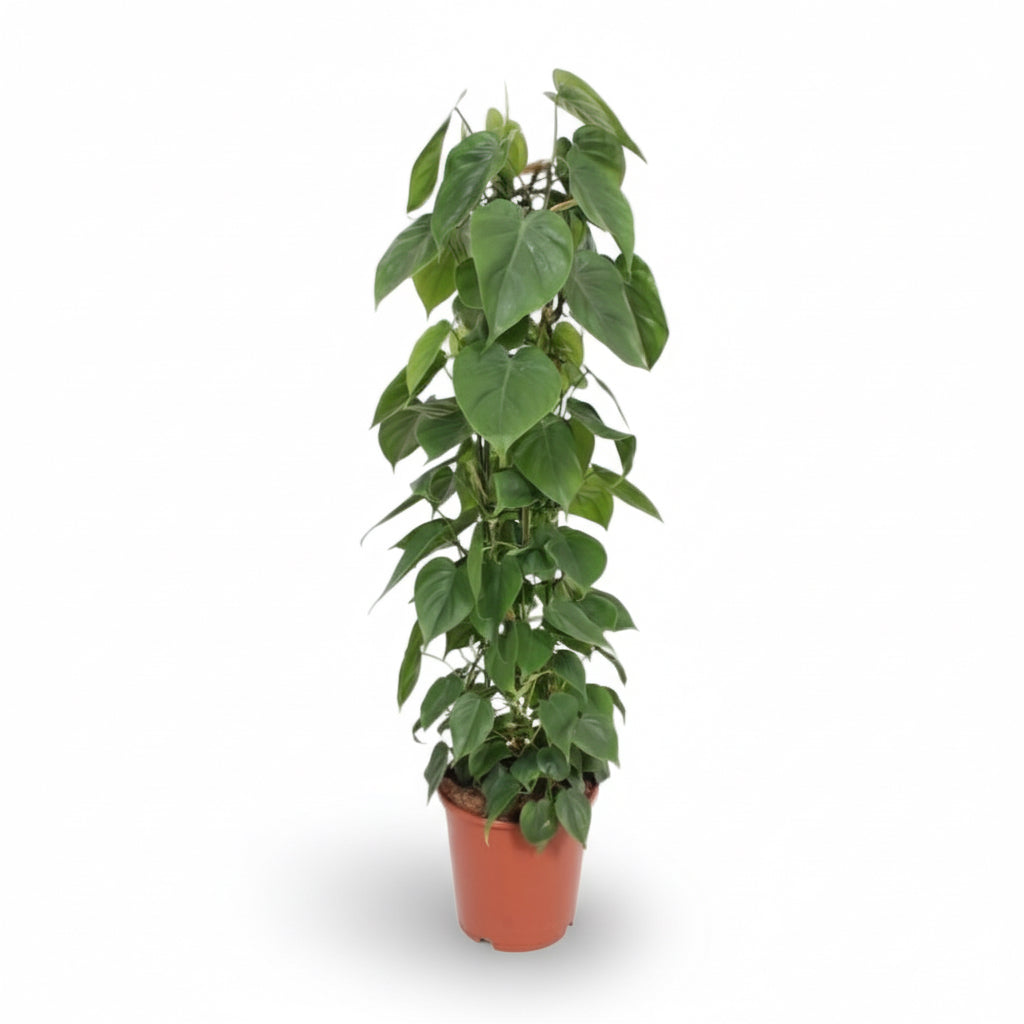 Philodendron scandens – Liane du cœur - Verdeia