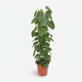 Filodendro Scandens – Liana del corazón - Verdeia - 5