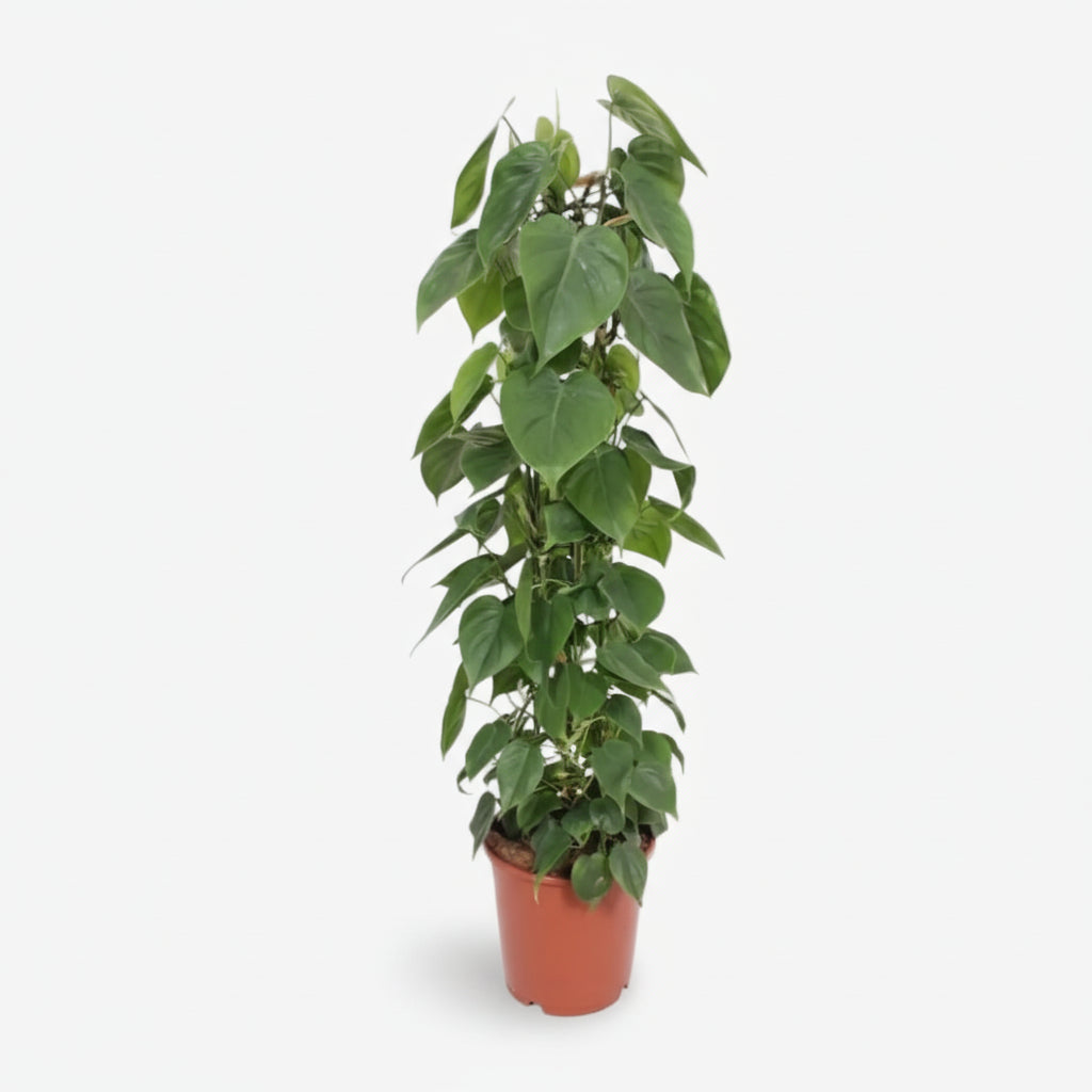 Philodendron Scandens – Heartleaf philodendron - Verdeia - 5