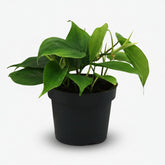 Filodendro Scandens – Liana del corazón - Verdeia - 6