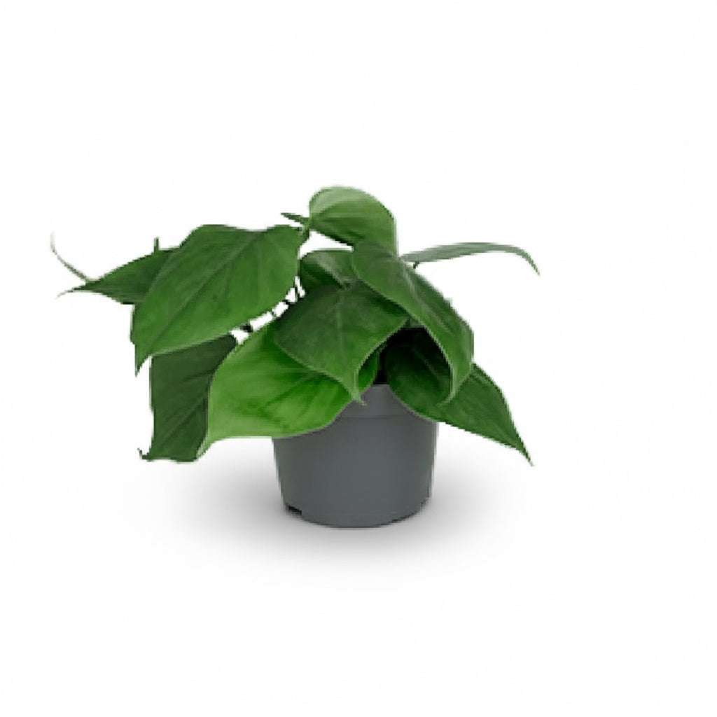 Philodendron scandens – Liane du cœur - Verdeia