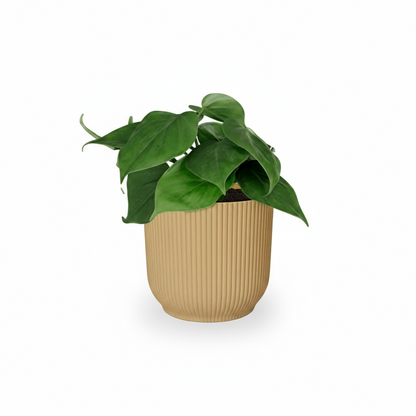 Philodendron scandens – Liane du cœur - Verdeia