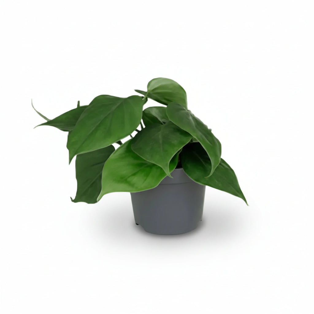 philodendron houseplant vine Philodendron scandens — Climbing Heart Vine