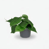 Filodendro Scandens – Liana del corazón - Verdeia - 1