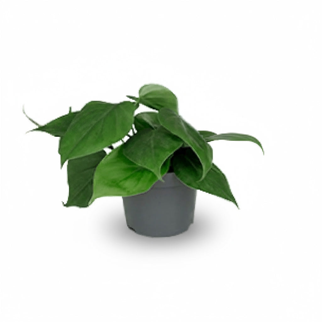Philodendron scandens – Liane du cœur - Verdeia