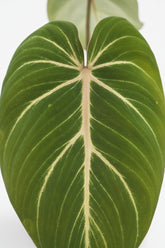 Filodendro Selloum Atom — Ø12 cm — H25 cm - Verdeia - 2