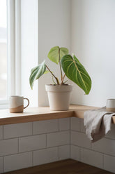 Philodendron Selloum Atom — Ø12 cm — H25 cm - Verdeia - 3