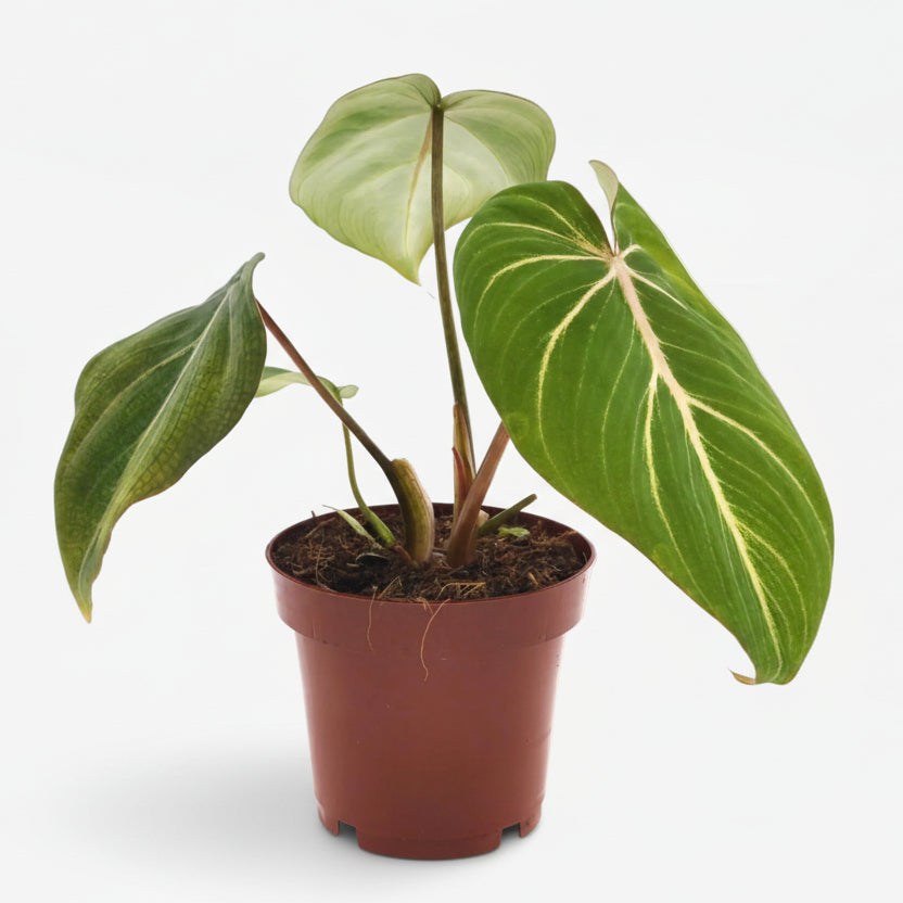 Filodendro Selloum Atom — Ø12 cm — H25 cm - Verdeia - 1