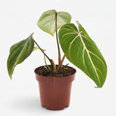 Filodendro Selloum Atom — Ø12 cm — H25 cm - Verdeia - 1