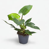 Filodendro White Princess - Verdeia - 7