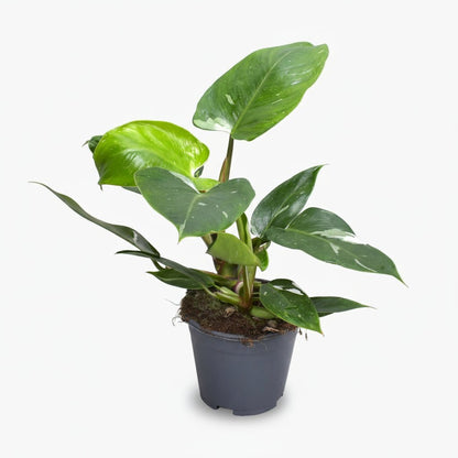 Philodendron White Princess - Verdeia
