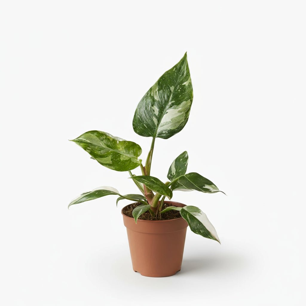 Philodendron White Princess - Verdeia