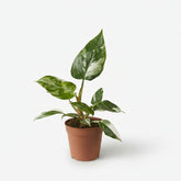 Filodendro White Princess - Verdeia - 1