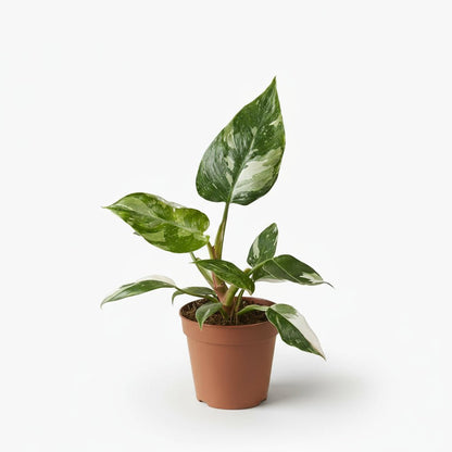 Philodendron White Princess - Verdeia