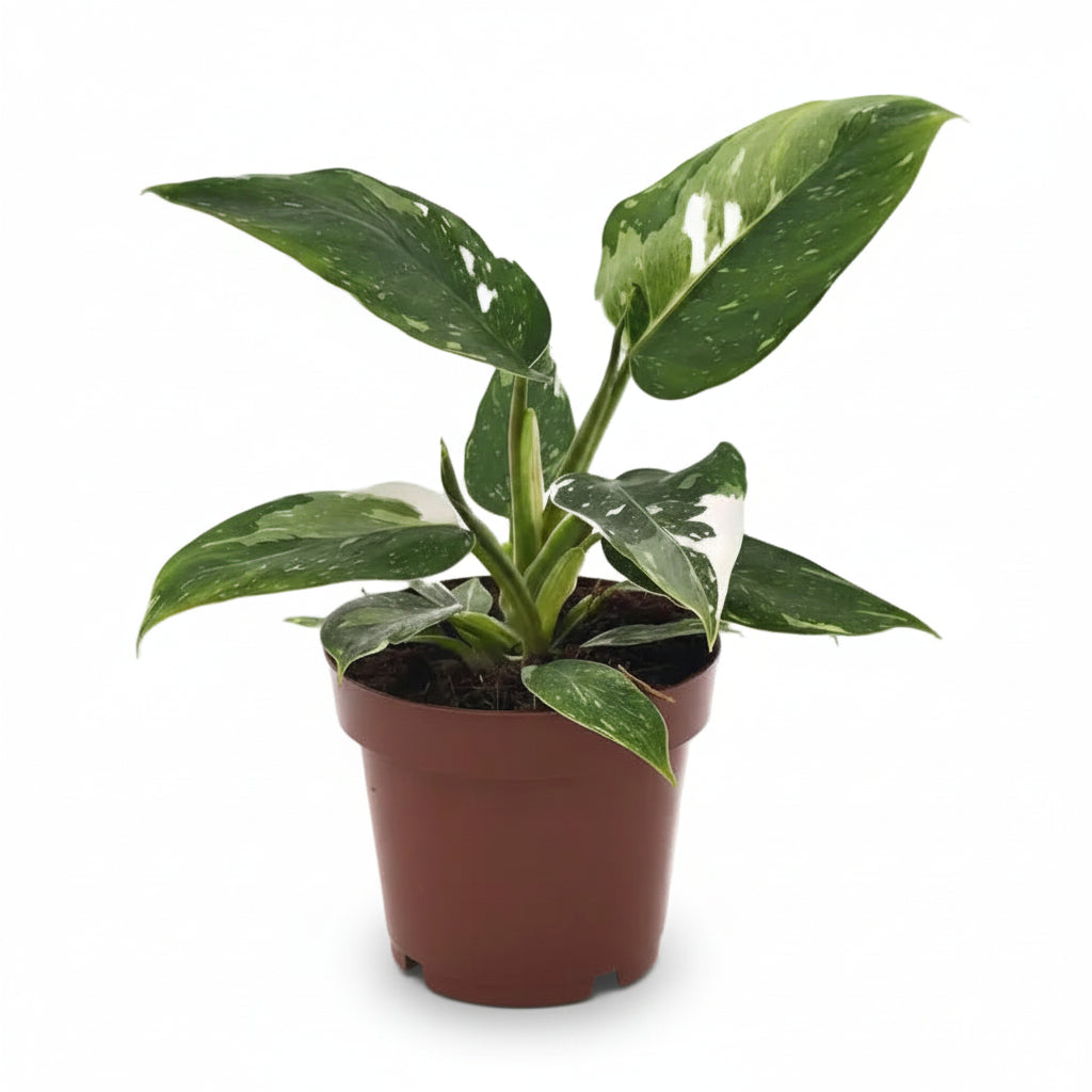Philodendron White Princess — Panaché selten