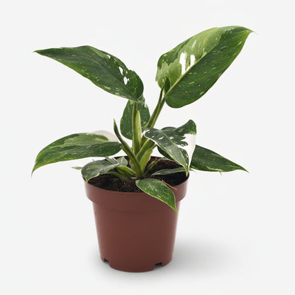 Filodendro White Princess - Verdeia - 4