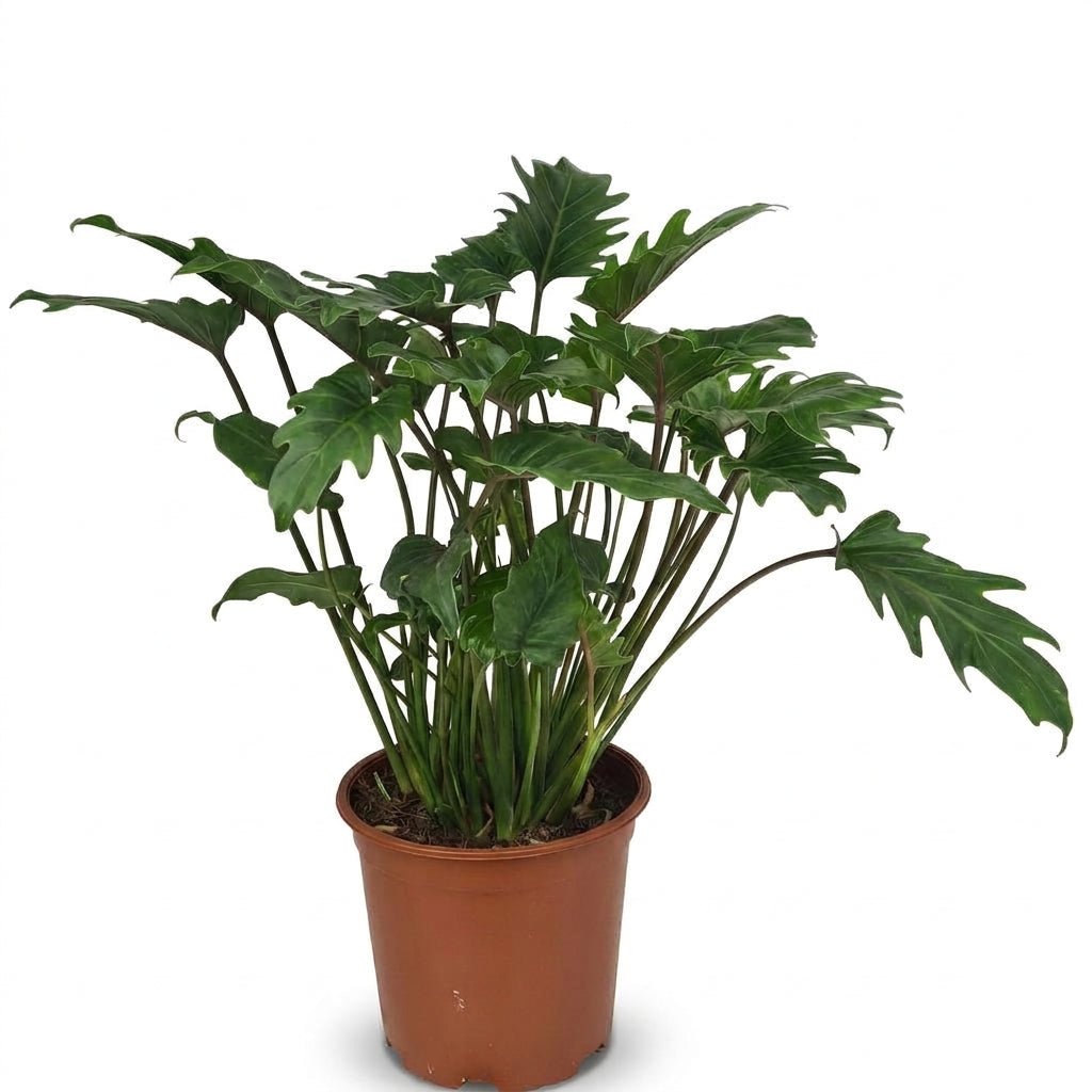 Philodendron &