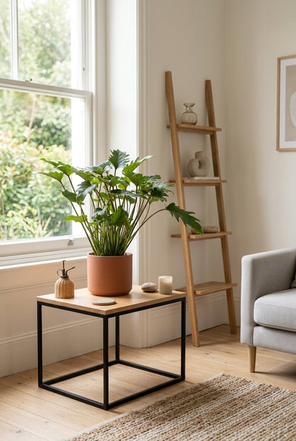 Philodendron &