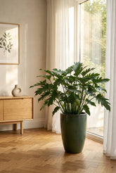 Philodendron &